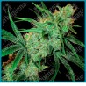 Fruity juice regular de Sensi seeds
