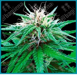 Ruderalis indica regular de Sensi seeds