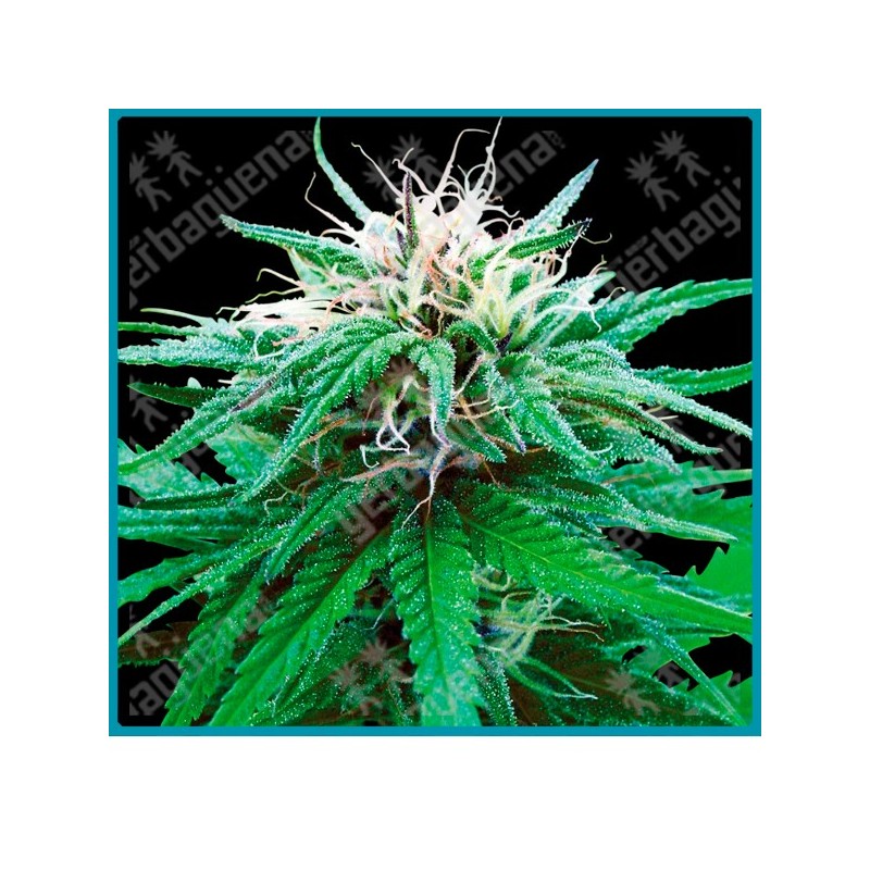 Ruderalis indica regular de Sensi seeds