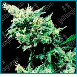 Hash plant regular ( Hash Plant original x Northern Lights #1 ) de Sensi seeds