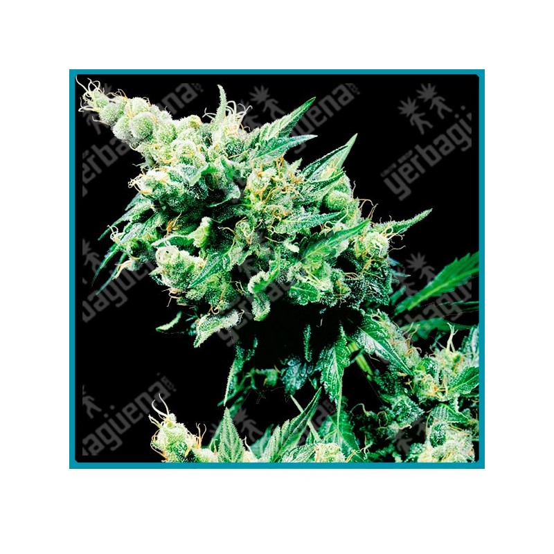Hash plant regular ( Hash Plant original x Northern Lights #1 ) de Sensi seeds