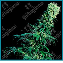Early pearl regular de Sensi seeds