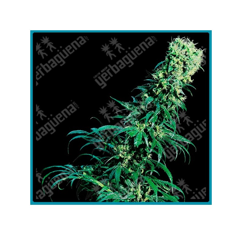 Early pearl regular de Sensi seeds