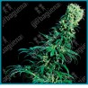 Early pearl regular de Sensi seeds