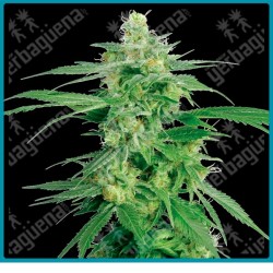 Holland´s hope regular de White label