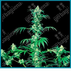 Early girl regulares de Sensi seeds