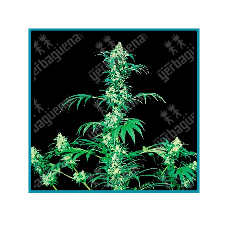 Early girl regulares de Sensi seeds
