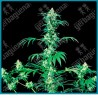 Early girl regulares de Sensi seeds