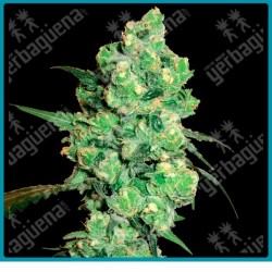 Super skunk regular ( Afghan x Skunk#1 ) de White label