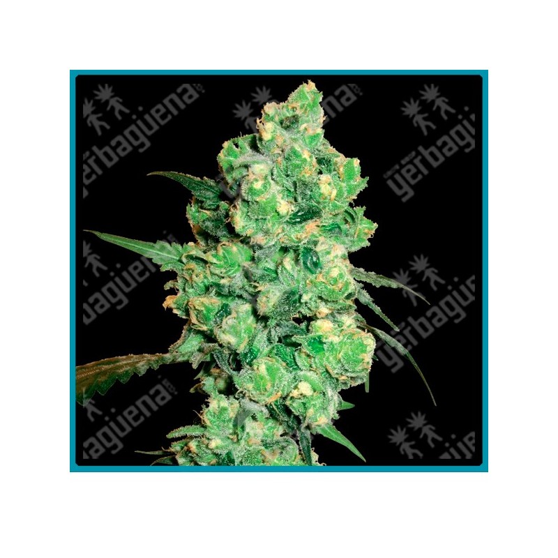 Super skunk regular ( Afghan x Skunk#1 ) de White label