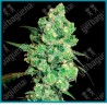 Super skunk regular ( Afghan x Skunk#1 ) de White label