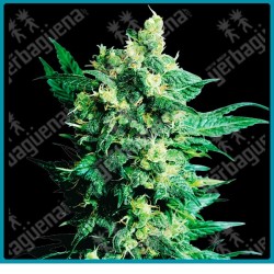 Shiva shanti II regular ( Gralic Bud x Skunk ) de Sensi seeds