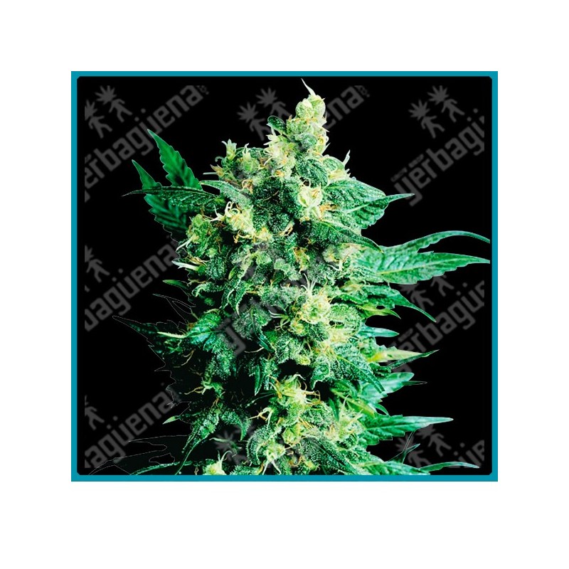 Shiva shanti II regular ( Gralic Bud x Skunk ) de Sensi seeds