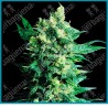 Shiva shanti II regular ( Gralic Bud x Skunk ) de Sensi seeds