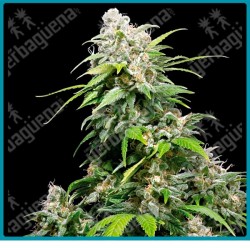 California indica regular ( Orange Bud x Hash Plant Afgana ) de Sensi seeds