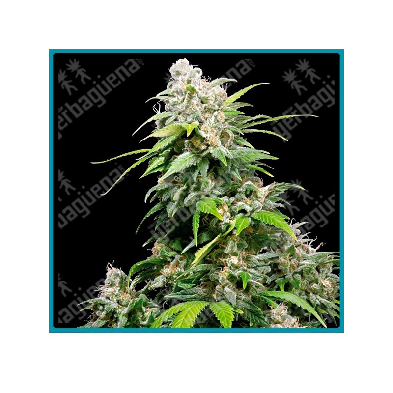 California indica regular ( Orange Bud x Hash Plant Afgana ) de Sensi seeds