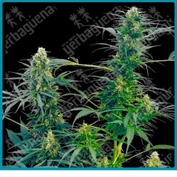 Guerrilla´s gusto regular de Sensi seeds