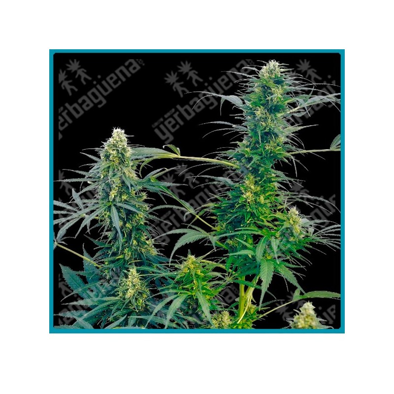 Guerrilla´s gusto regular de Sensi seeds
