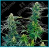 Guerrilla´s gusto regular de Sensi seeds