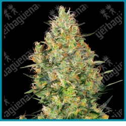 Shiva skunk regular ( Northern Lights#5 x Skunk #1 ) de Sensi seeds