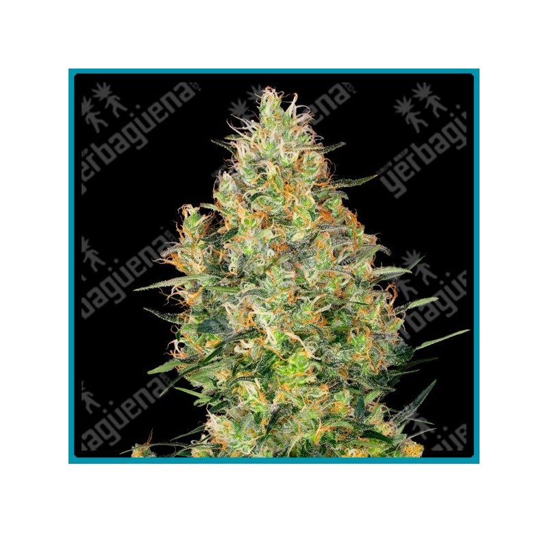Shiva skunk regular ( Northern Lights#5 x Skunk #1 ) de Sensi seeds