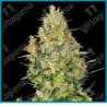 Shiva skunk regular ( Northern Lights#5 x Skunk #1 ) de Sensi seeds
