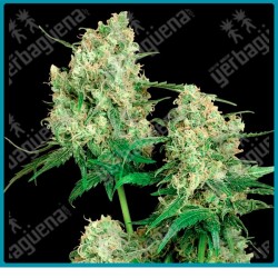 Maple leaf indica regular de Sensi seeds