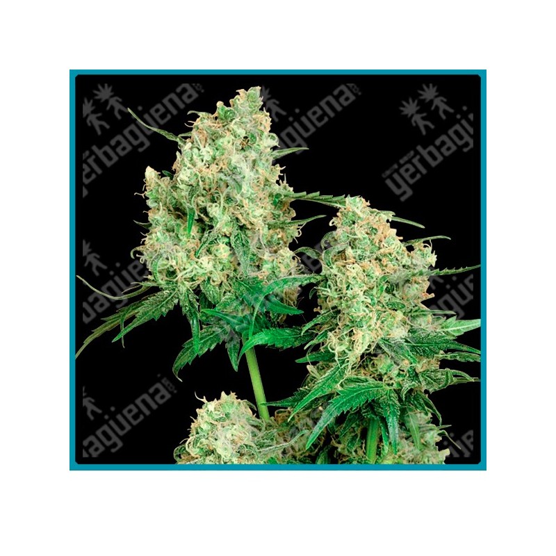 Maple leaf indica regular de Sensi seeds