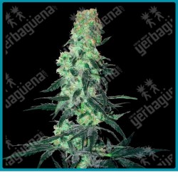 Amnesia white regular ( Thai x Haze x Afghan ) de White label