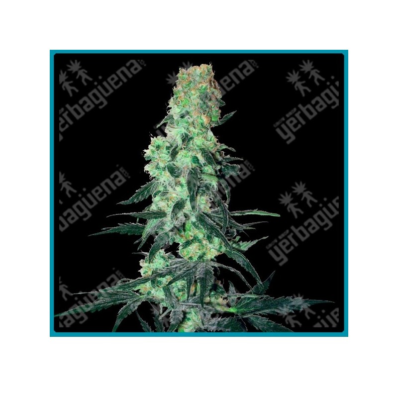 Amnesia white regular ( Thai x Haze x Afghan ) de White label