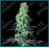 Amnesia white regular ( Thai x Haze x Afghan ) de White label