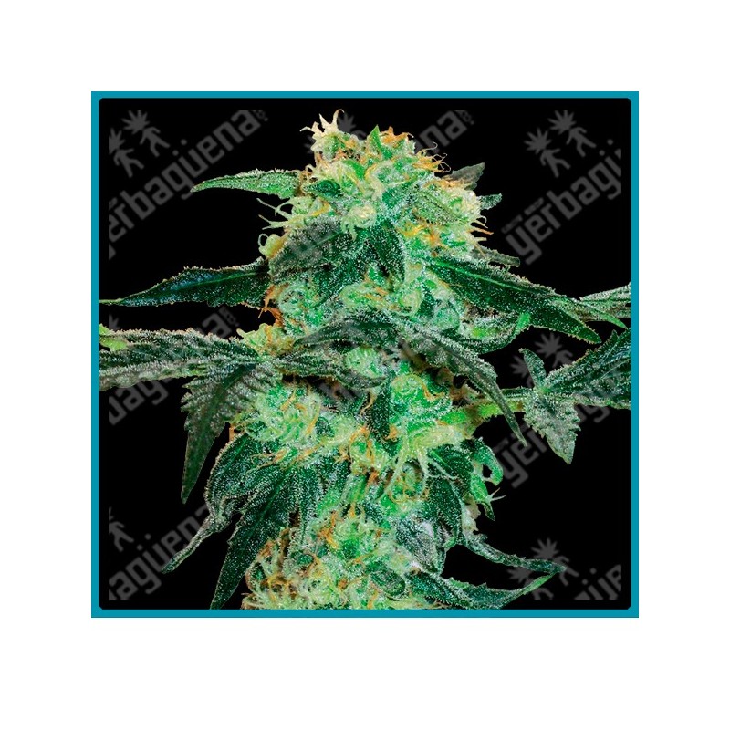 White ice regular ( Northern Kights x Afghani Hash x Dutch Skunk ) de White label