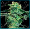 White ice regular ( Northern Kights x Afghani Hash x Dutch Skunk ) de White label