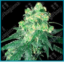 White Rhino regular ( Afghani x White widow ) de White label