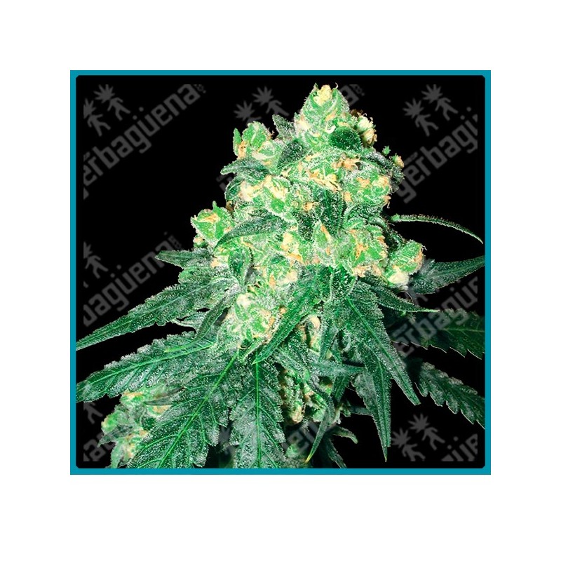 White Rhino regular ( Afghani x White widow ) de White label