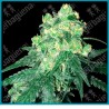 White Rhino regular ( Afghani x White widow ) de White label