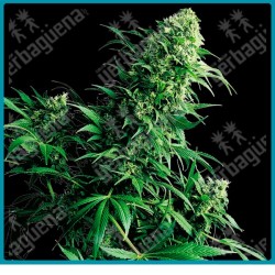 Shiva shanti regular ( Garlic Bud x Kush ) de Sensi seeds