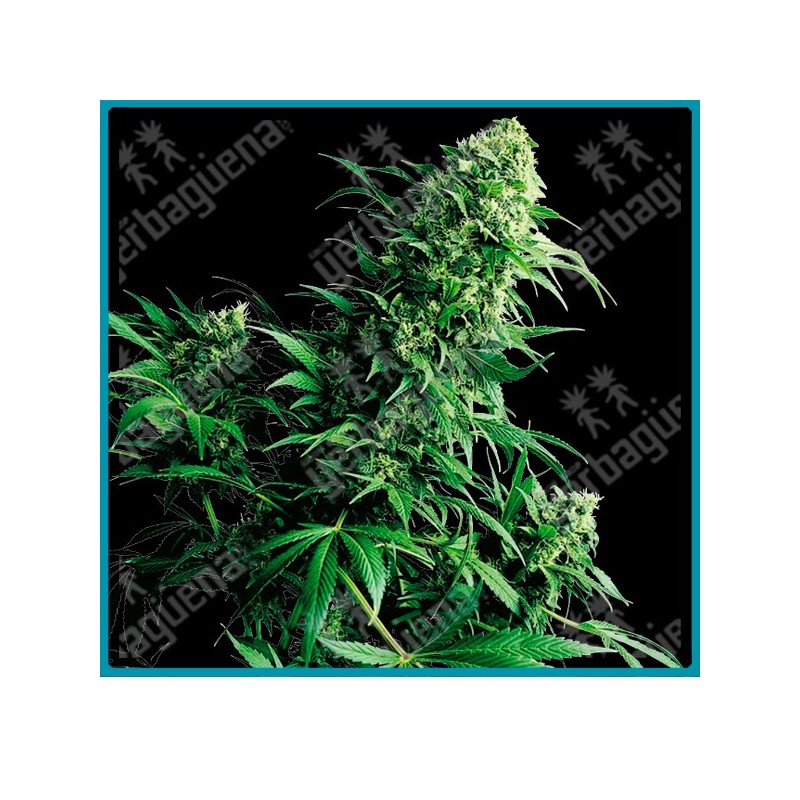 Shiva shanti regular ( Garlic Bud x Kush ) de Sensi seeds