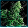 Shiva shanti regular ( Garlic Bud x Kush ) de Sensi seeds