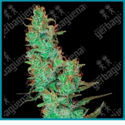 Jack herer regular de White label