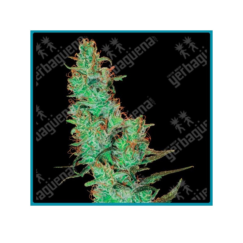 Jack herer regular de White label