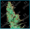 Jack herer regular de White label