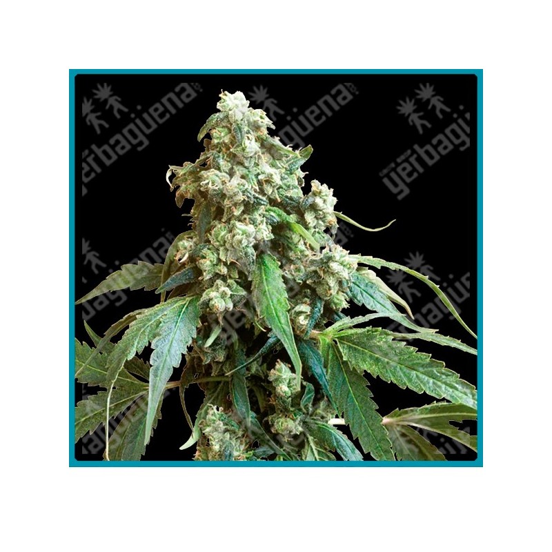 Jack flash regular ( Jack Herer x Super Skunk x Haze ) de Sensi seeds