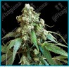 Jack flash regular ( Jack Herer x Super Skunk x Haze ) de Sensi seeds