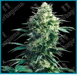 Mother´s finest regular ( Genetias de Jack herer ) de Sensi seeds