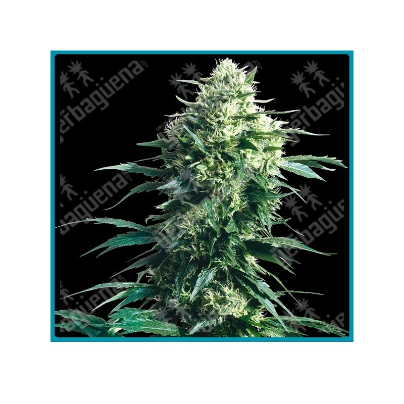 Mother´s finest regular ( Genetias de Jack herer ) de Sensi seeds