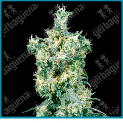 American dream regular de Sensi seeds