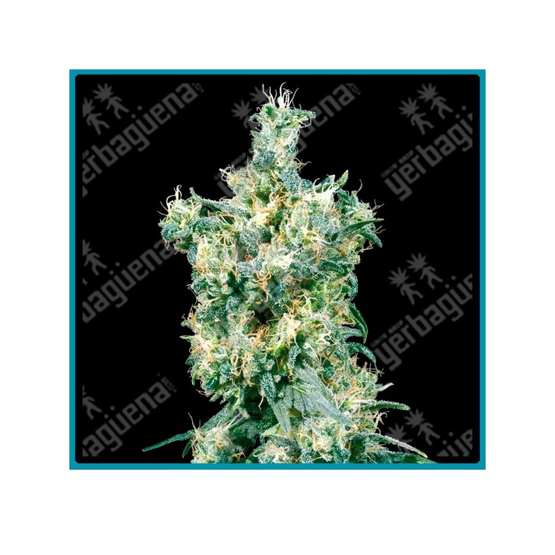 American dream regular de Sensi seeds