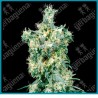 American dream regular de Sensi seeds