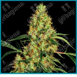 Mexican sativa regular ( variedad Mejicana x Durban ) de Sensi seeds